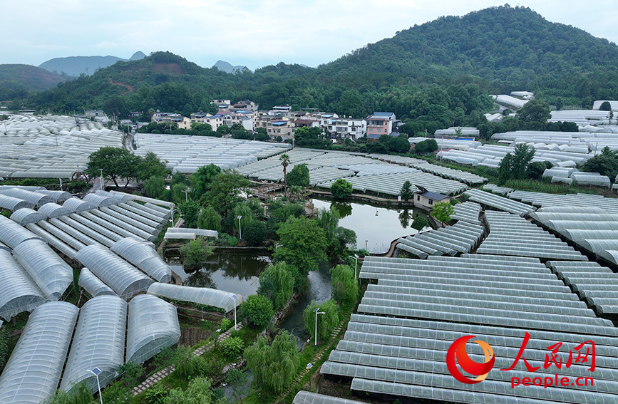 毛竹山村葡萄示范區(qū)。人民網(wǎng) 雷琦竣攝