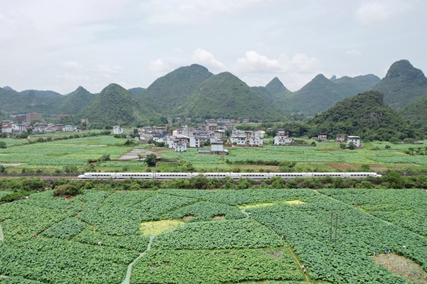 動(dòng)車組列車駛過衡柳線桂林至永福區(qū)間的一片荷花池。吳明海攝