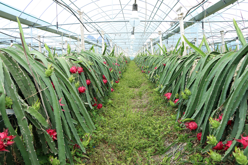 進德鎮(zhèn)玲全火龍果種植園。姚瑋懌攝