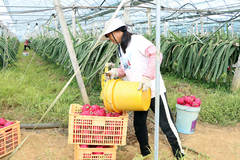 村民們熟練地將新鮮采摘的火龍果裝箱。姚瑋懌攝