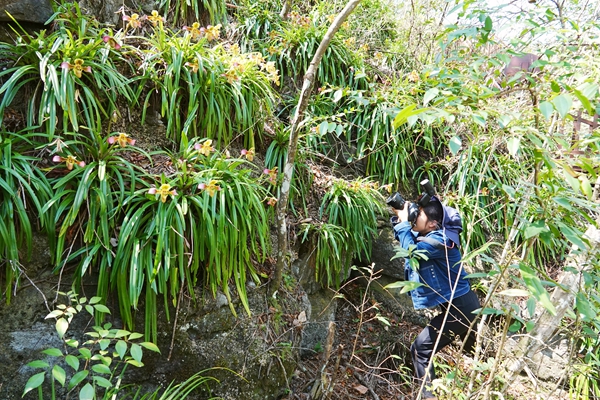 廣西雅長(zhǎng)蘭科植物種質(zhì)資源基因園內(nèi)蘭科植物實(shí)現(xiàn)原地保護(hù)，漫山遍野的野生蘭科植物，令人目不暇接。蔣林林?jǐn)z
