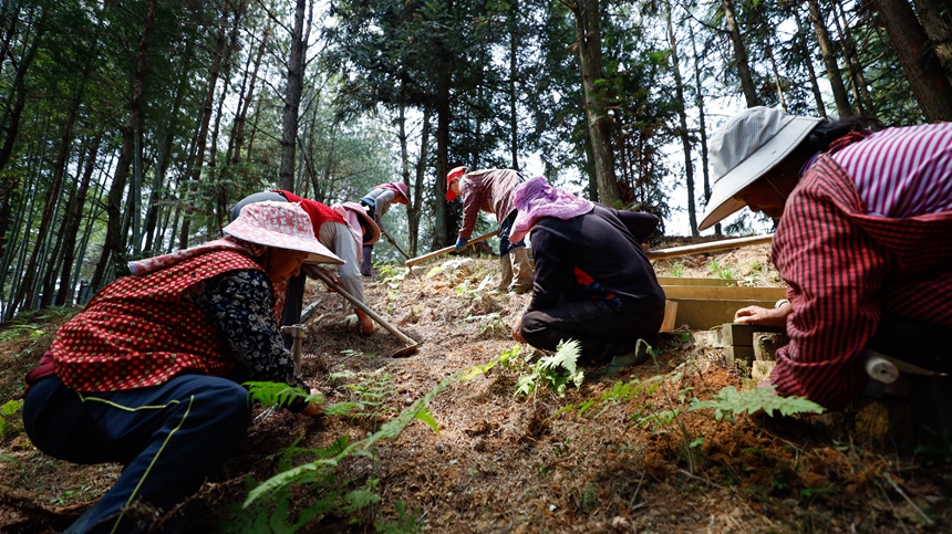 工人們在中藥材種植基地林下種植金毛狗脊