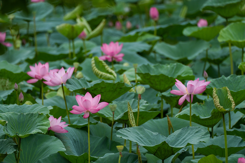 七月江南，“荷”你相遇！