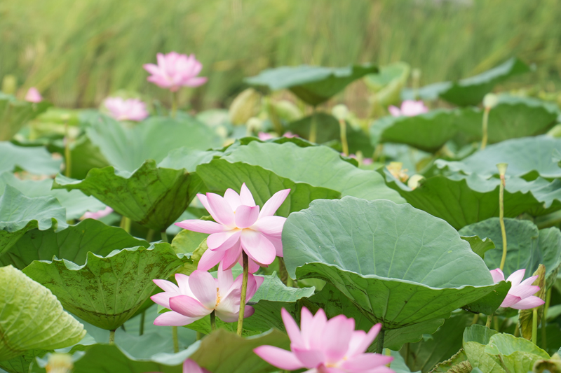 七月江南，“荷”你相遇！【2】