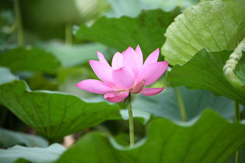 七月江南，“荷”你相遇！【3】