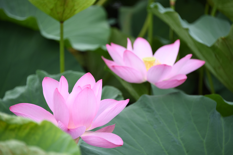 七月江南，“荷”你相遇！【4】