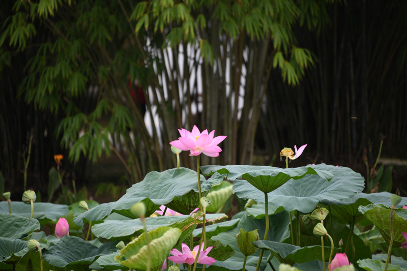 七月江南，“荷”你相遇！【5】