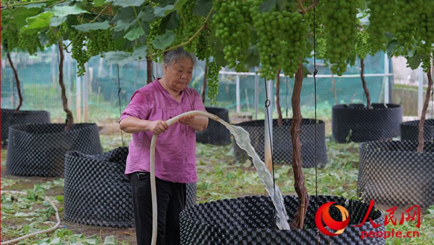 行進中國 | 小山村里藏“甜”機毛竹山村現(xiàn)有葡萄320余畝，主要種植陽光玫瑰、妮娜皇后、春光、蜜光、科美、茉莉香、藍玉等十幾個葡萄品種。在毛竹山村葡萄示范區(qū)，曾經(jīng)老舊的簡易棚改建成了鋼架結構大棚，有機栽培、滴灌水肥一體化、限根器種植等技術，既節(jié)水節(jié)肥，又降低了成本。