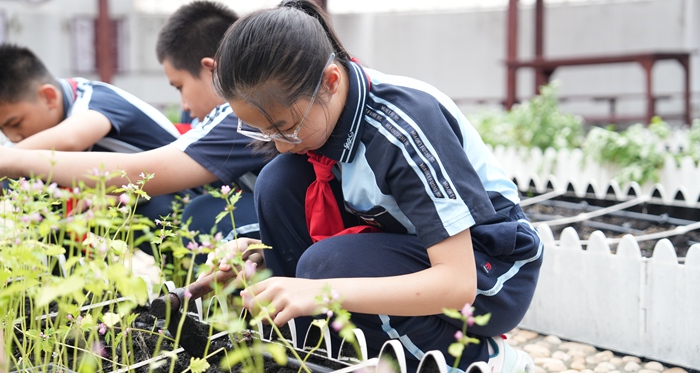 學(xué)生種植益母草