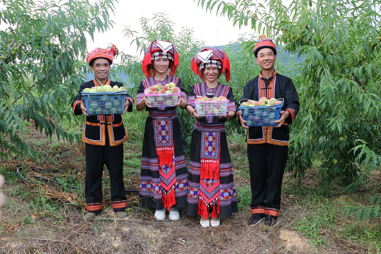 鷹嘴桃喜獲豐收