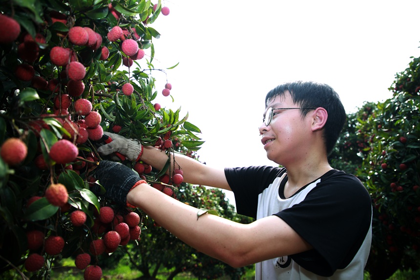 果農(nóng)正在采摘蒼梧沙頭遲熟荔枝