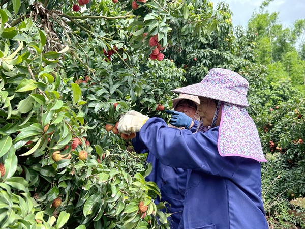 港南區(qū)：荔枝園開園采摘 實(shí)現(xiàn)產(chǎn)銷兩旺