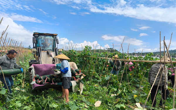 湘漓鎮(zhèn)犁頭村青皮冬瓜大豐收