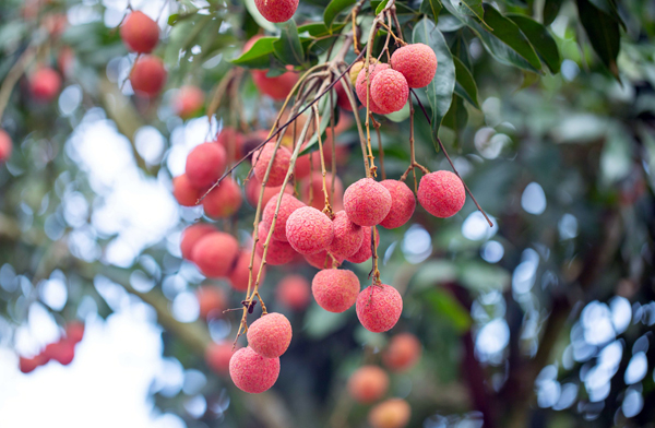 漫山紅荔迎客來