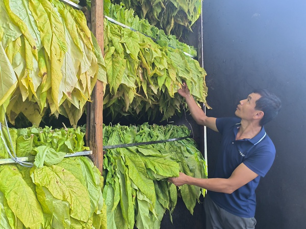 許宣寶在烤煙房檢查煙葉。那甲鎮(zhèn)人民政府供圖