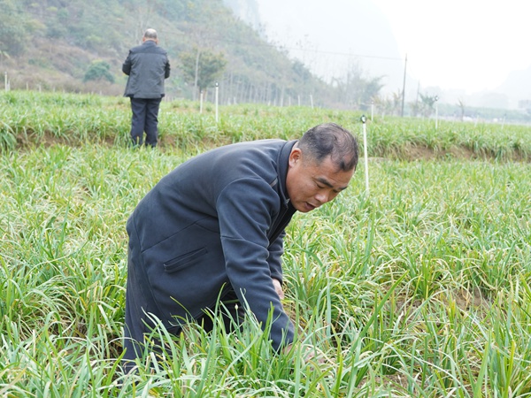 蘇光確在韭菜苔基地打理菜苗。那甲鎮(zhèn)人民政府供圖