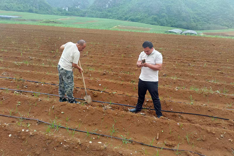 今年4月，工作人員在采取滴灌種植的甘蔗地里查看蔗種發(fā)芽情況。大新縣欖圩鄉(xiāng)政府供圖