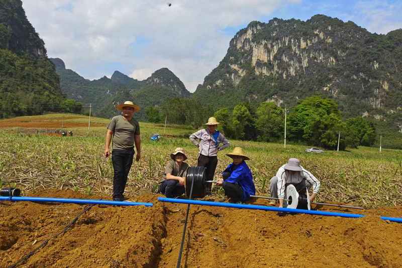 技術(shù)員進(jìn)行滴灌布管道。大新縣欖圩鄉(xiāng)政府供圖