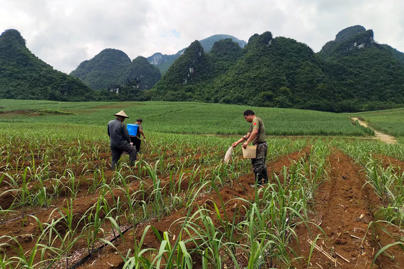 群眾在給甘蔗進(jìn)行施肥管護(hù)。大新縣欖圩鄉(xiāng)政府供圖