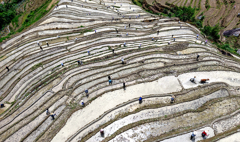 梯田狹長細(xì)窄，村民沿用耦耕方式開展農(nóng)耕勞作。潘志祥攝