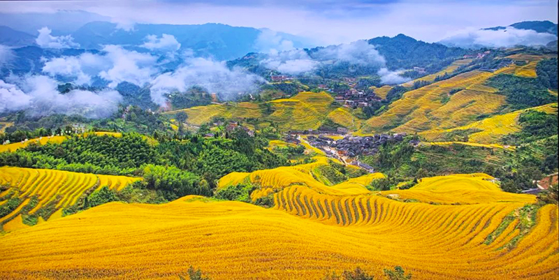秋天的龍脊梯田，猶如大地流金，美不勝收。大寨村村民委員會(huì)供圖