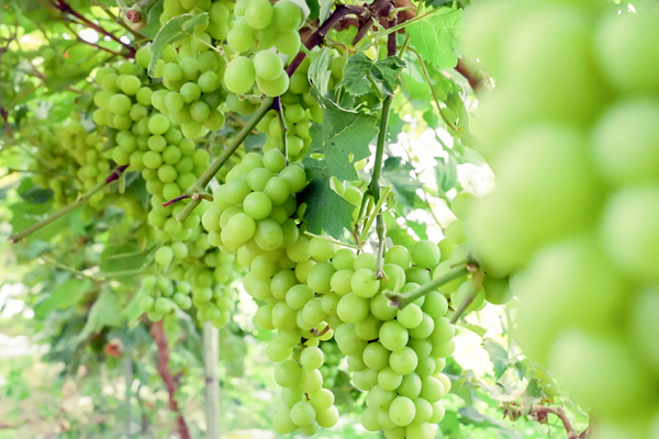 陽光玫瑰葡萄進(jìn)入成熟期。