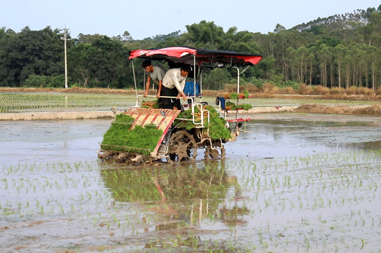 機(jī)械開展水稻制種插秧作業(yè)