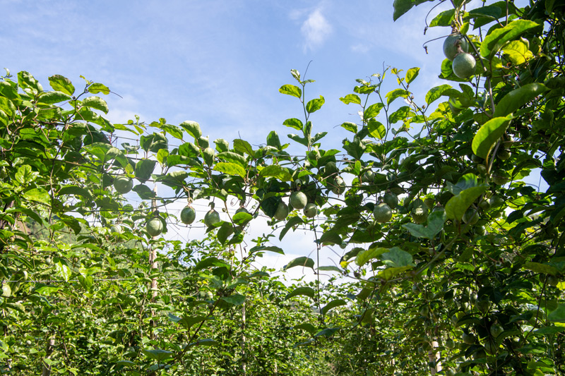 百香果綴滿藤架。趙文朝攝