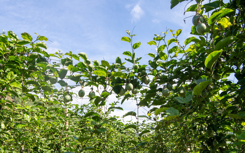 田林：小小百香果成致富“黃金果”