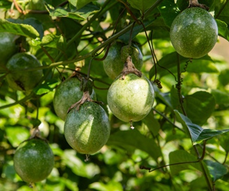 田林：小小百香果成致富“黃金果”