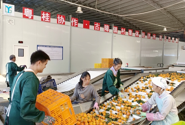 圖為粵桂協(xié)作古障鎮(zhèn)村集體經(jīng)濟(jì)水果出口車間工人選果現(xiàn)場(chǎng)。（西林縣粵桂協(xié)作辦供圖）.jpg