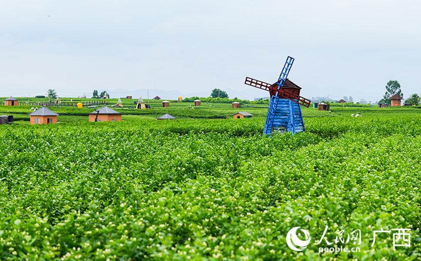 中華茉莉園。人民網(wǎng) 梁章暉攝