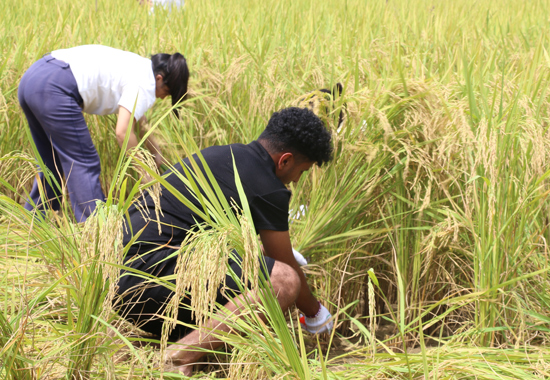游客體驗(yàn)割稻谷。
