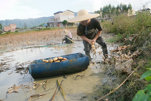村民正在采收蓮藕。岑記華攝