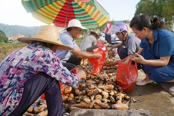 群眾正在挑選蓮藕。岑記華攝