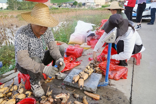 群眾正在挑選蓮藕。岑記華攝