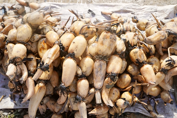 新鮮采收的蓮藕。岑記華攝