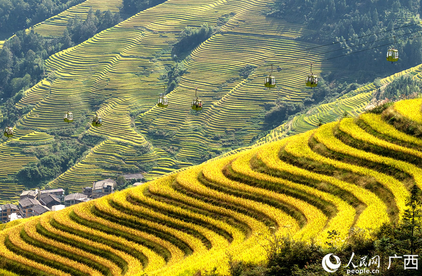在龍脊鎮(zhèn)大寨村，游客乘坐索道觀光游覽。
