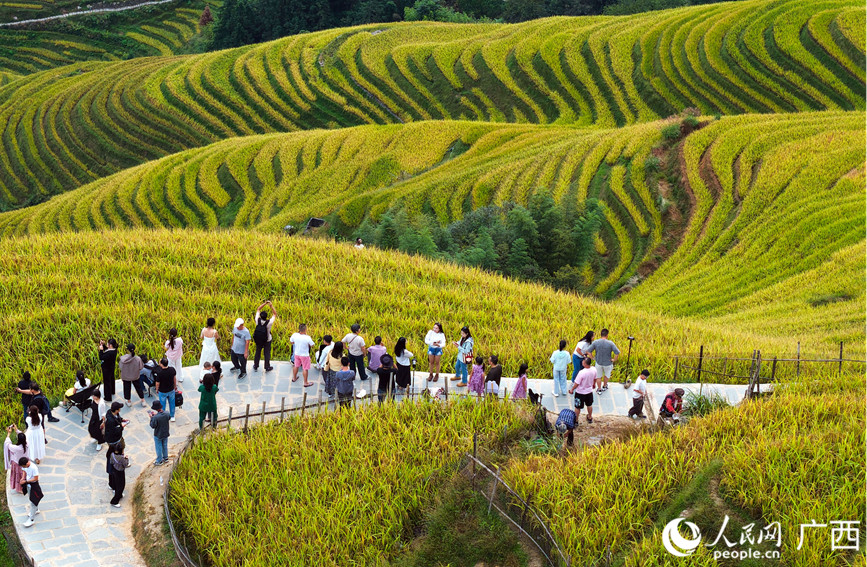 游客在龍脊梯田景區(qū)觀光游覽。