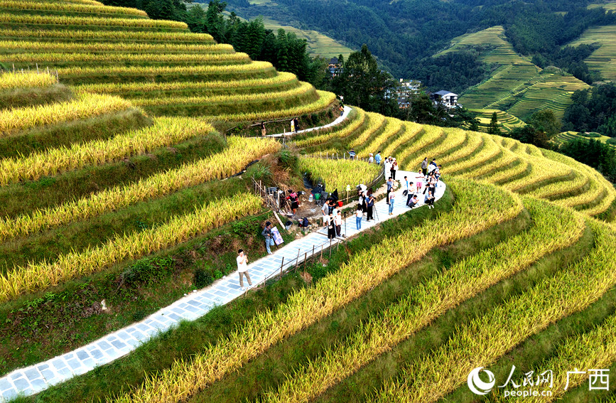 游客在龍脊梯田景區(qū)觀光游覽。