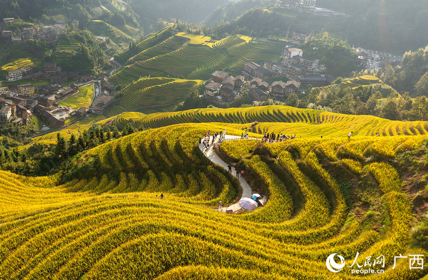 龍脊梯田景區(qū)吸引眾多中外游客前來觀光打卡。