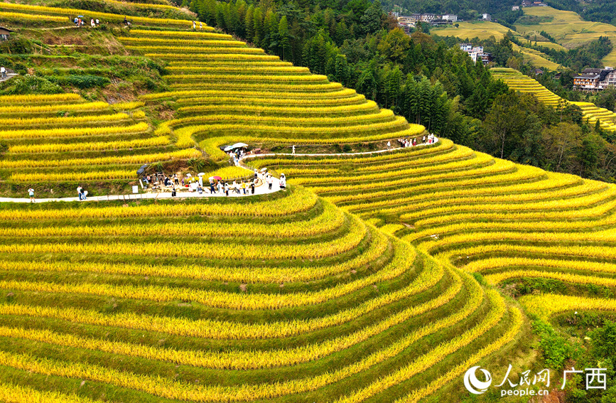 龍脊梯田景區(qū)吸引眾多中外游客前來觀光打卡。