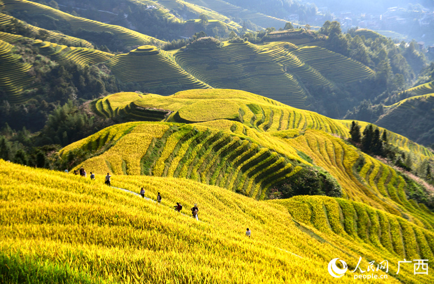龍脊梯田景區(qū)吸引眾多中外游客前來觀光打卡。