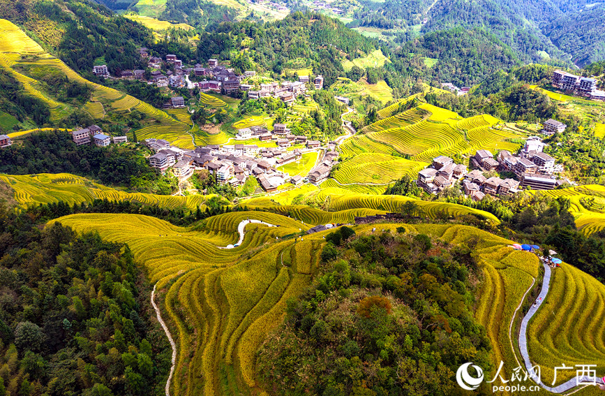龍脊梯田秋日景觀。 