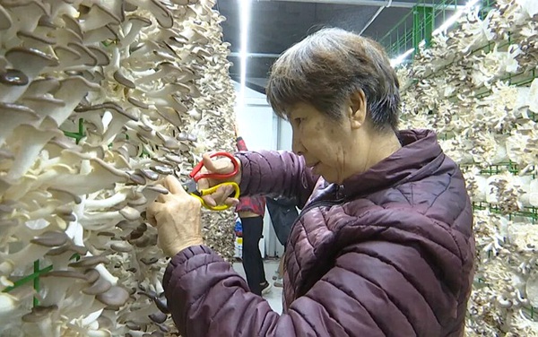 整齊菌架上潔白飽滿的秀珍菇長勢旺盛，工人們穿梭其中，手持剪刀熟練地進(jìn)行采收
