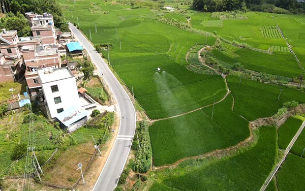 在倒水鎮(zhèn)路垌村應(yīng)用植保無人機(jī)開展水稻“一噴多促”工作