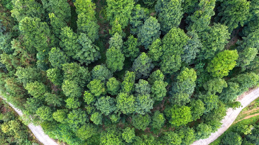 凌云豐富的林木資源。羅小鳳攝