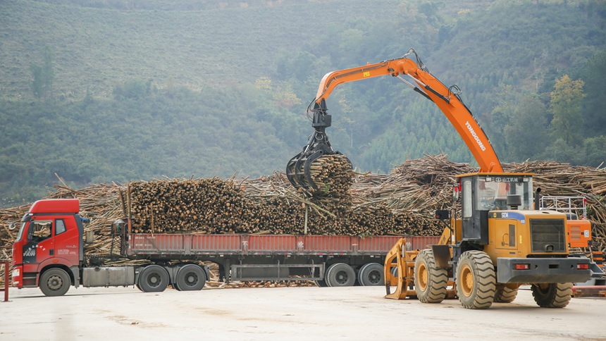 凌云縣大森林有限公司收購原料木材現(xiàn)場。凌云縣委宣傳部供圖
