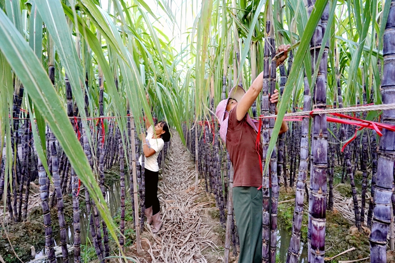工人正在對果蔗進(jìn)行捆扎。謝海兵攝