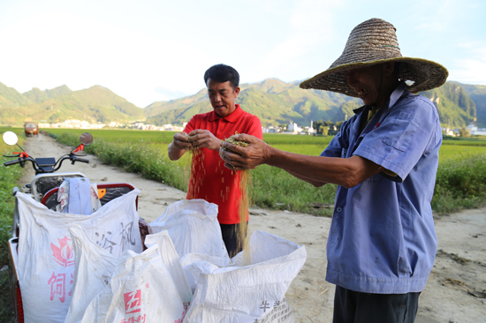 群眾在田間檢驗收獲的谷物
